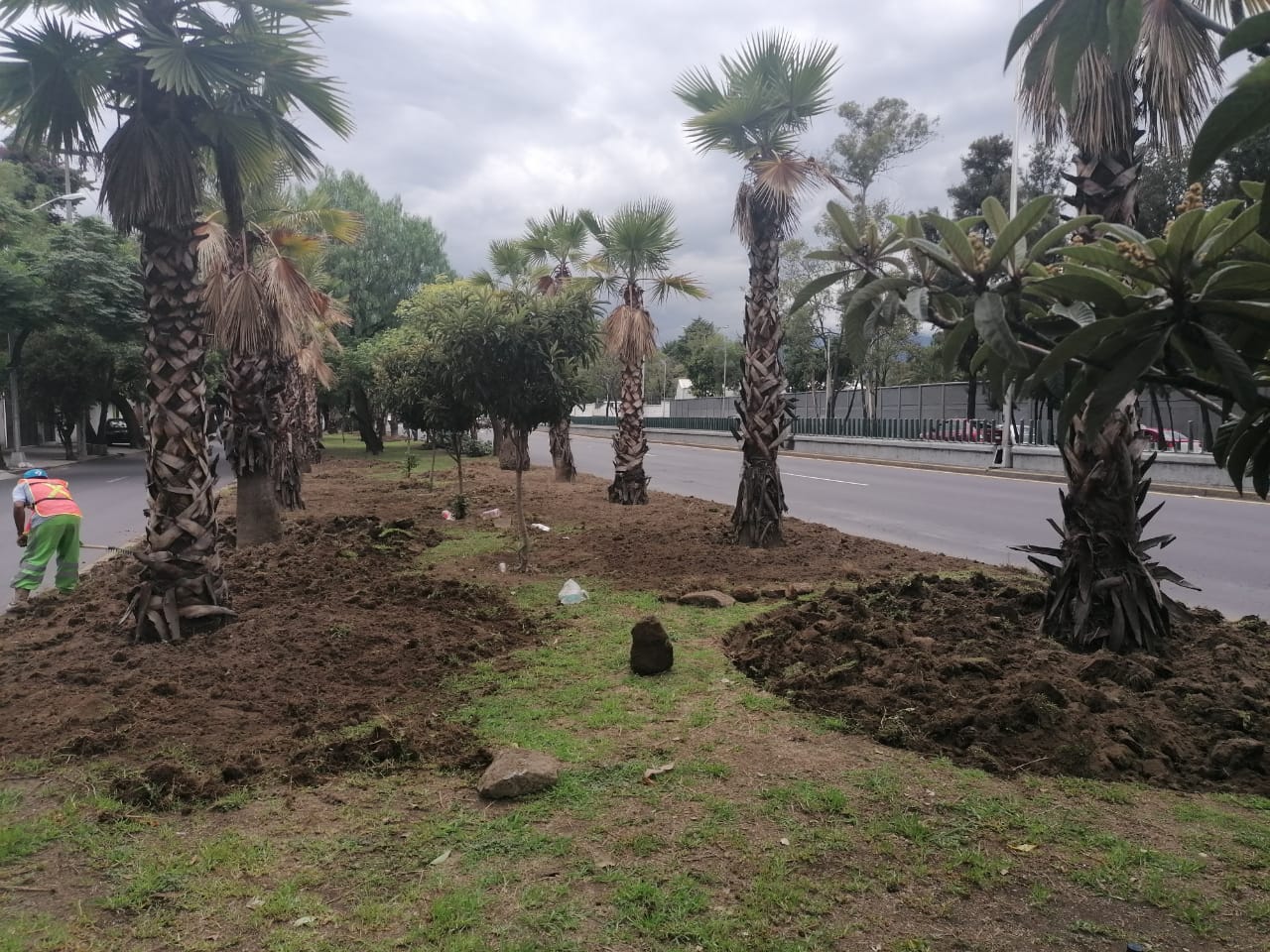 Tarjeta Informativa Sedema – Informa Sedema sobre avances en saneamiento de arbolado y palmeras de la ciudad