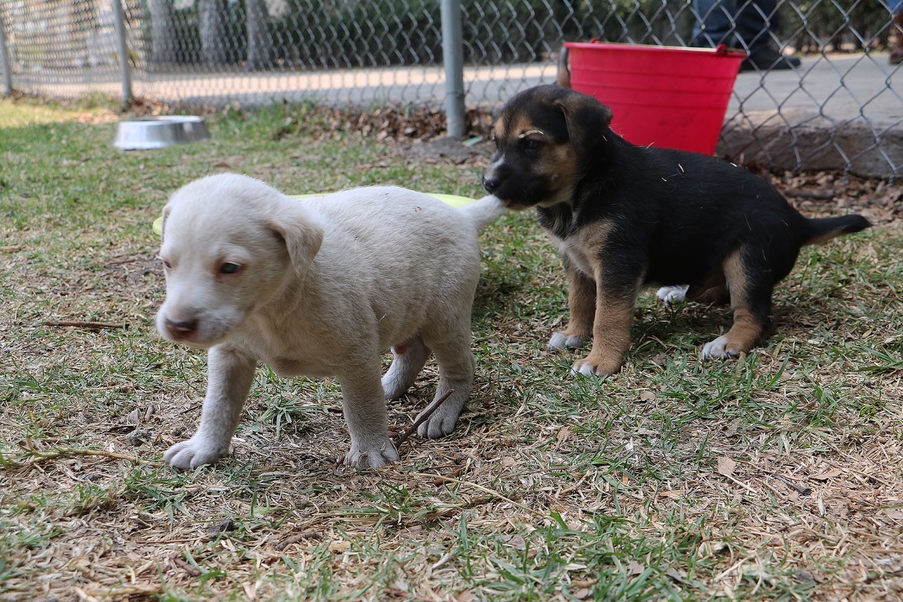 Impulsa CEDA adopción y tenencia responsable de mascotas