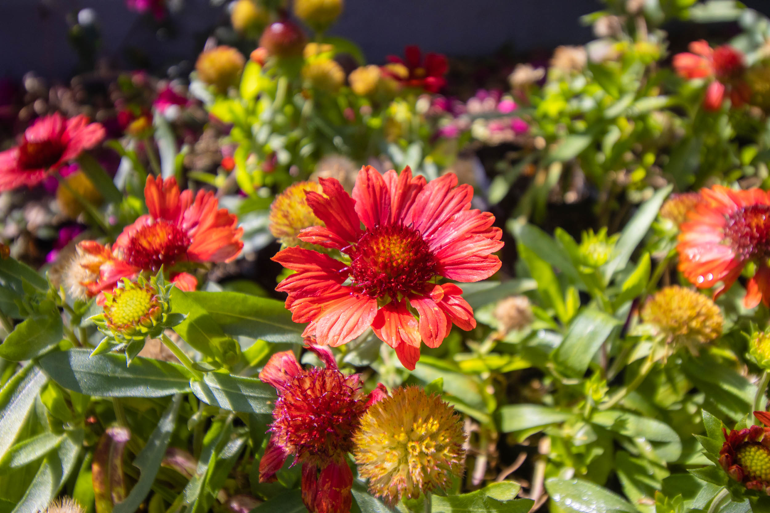 Creará Sedema 200 jardines para polinizadores en siete alcaldías de la ciudad