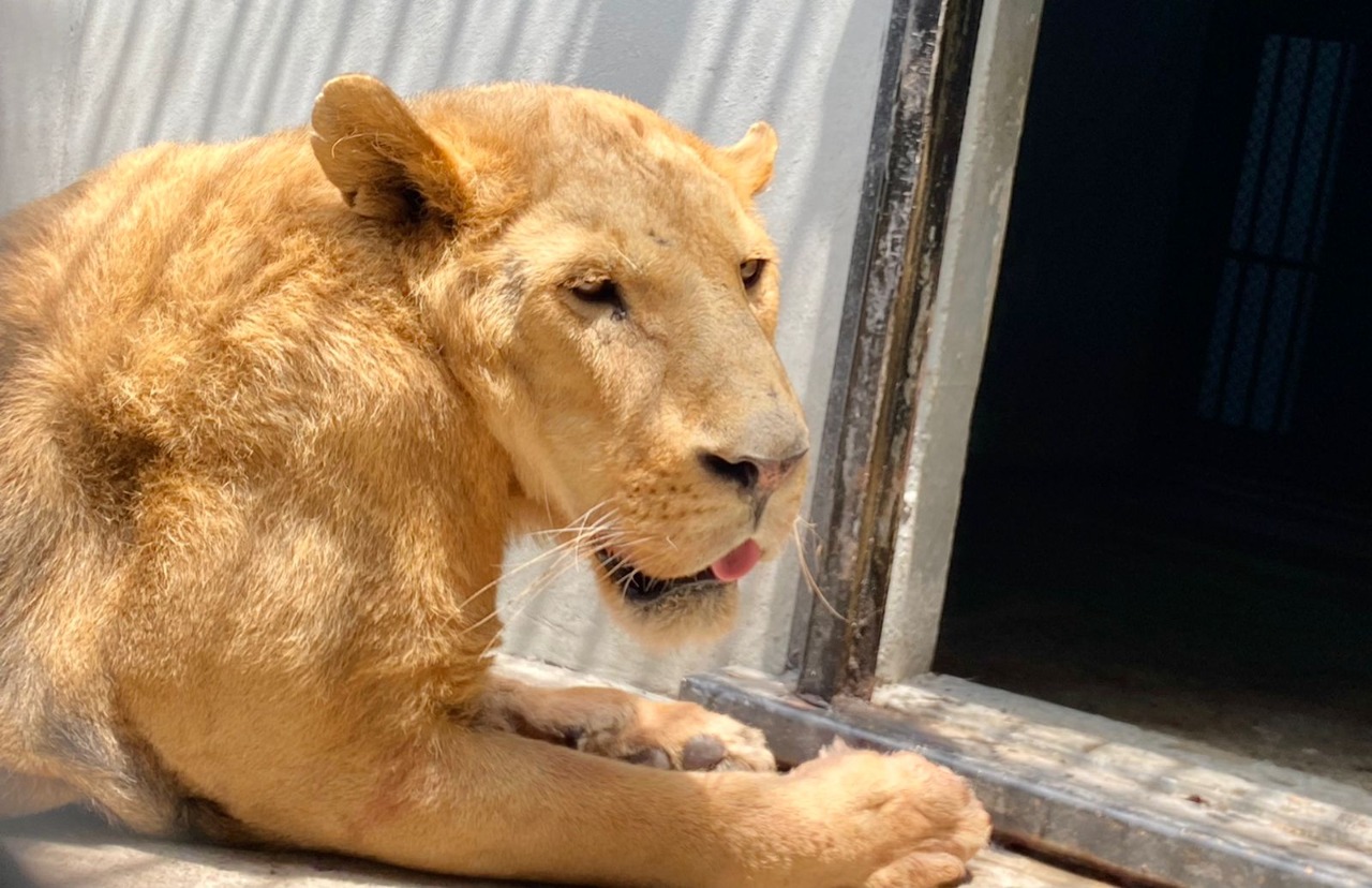 Recibe Zoológico de Chapultepec ocho grandes felinos rescatados de un predio en el Ajusco