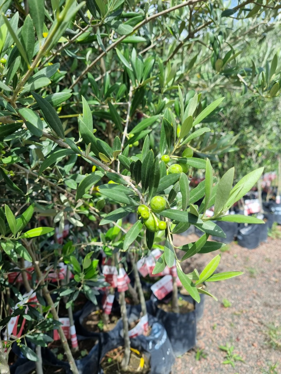 Genera SEDEMA producción pionera de árboles frutales en San Luis Tlaxialtemalco