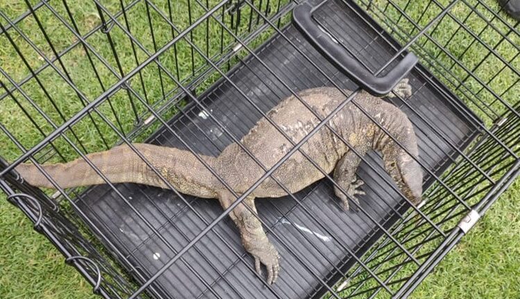 Reptil que nadaba en canales de Xochimilco es rescatado; no es un cocodrilo, aclaran