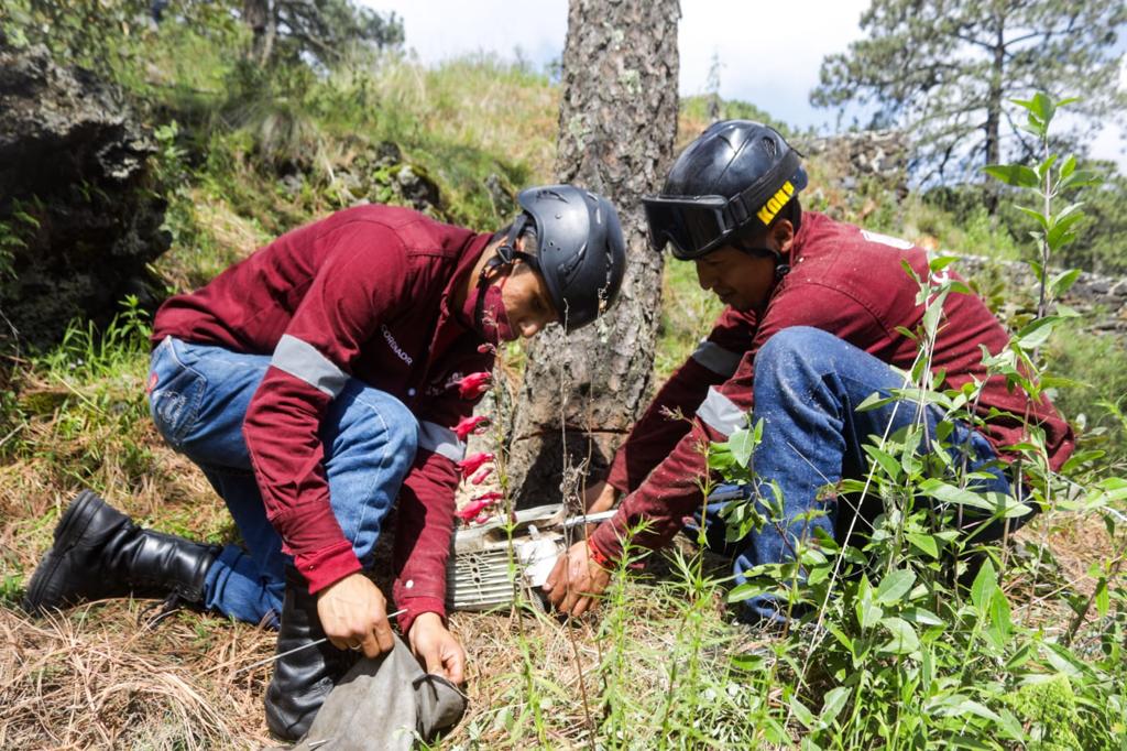 Concluyen brigadas de CORENADR saneamiento forestal en bosques de Tlalpan