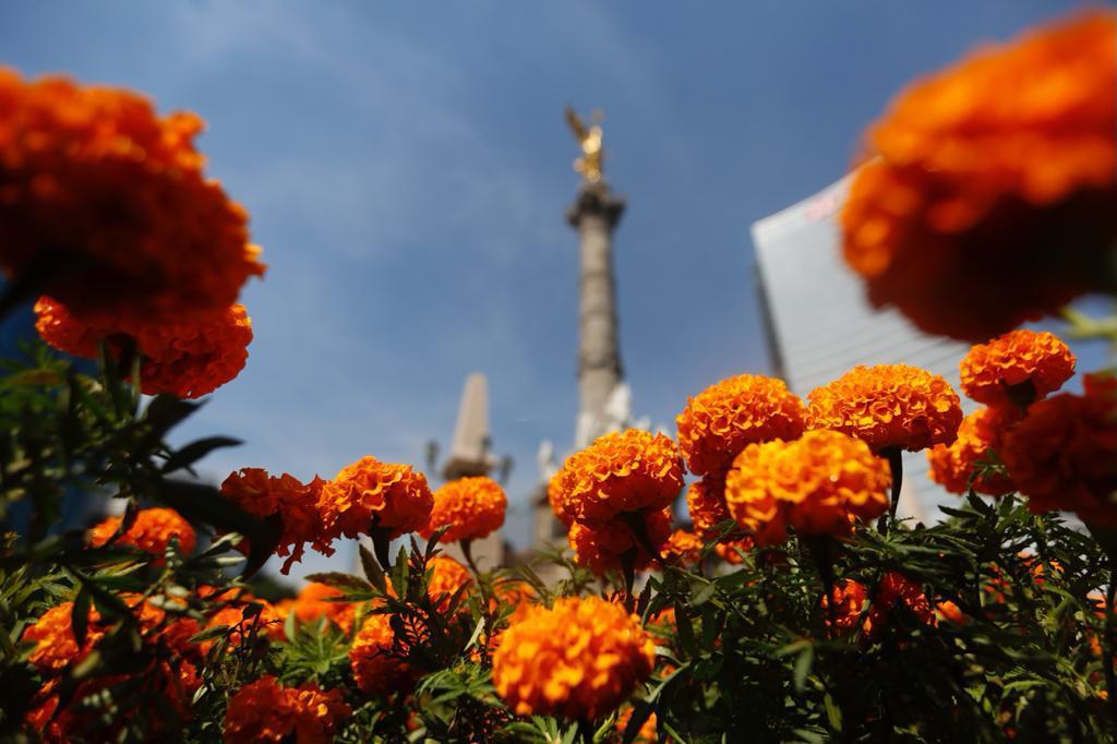 Adorna SOBSE la Ciudad de México con más de 200 mil flores de cempasúchil