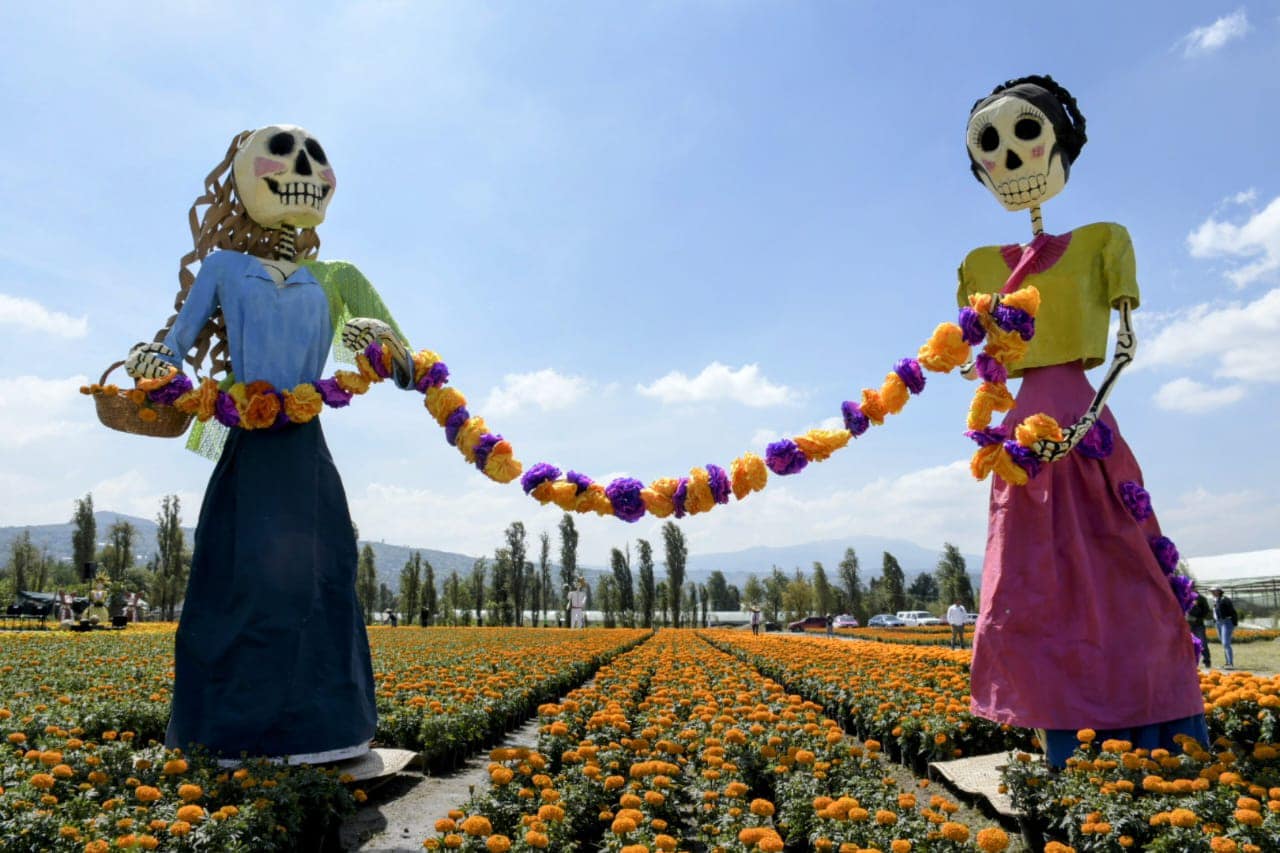 Clara Brugada inaugura la venta de 5.6 millones de flores de cempasúchil en la Ciudad de México