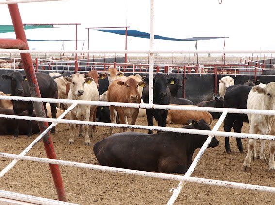 MÉXICO Y EUA ACUERDAN SUSPENSIÓN DE INTERCAMBIO DE ANIMALES VIVOS POR GUSANO BARRENADOR