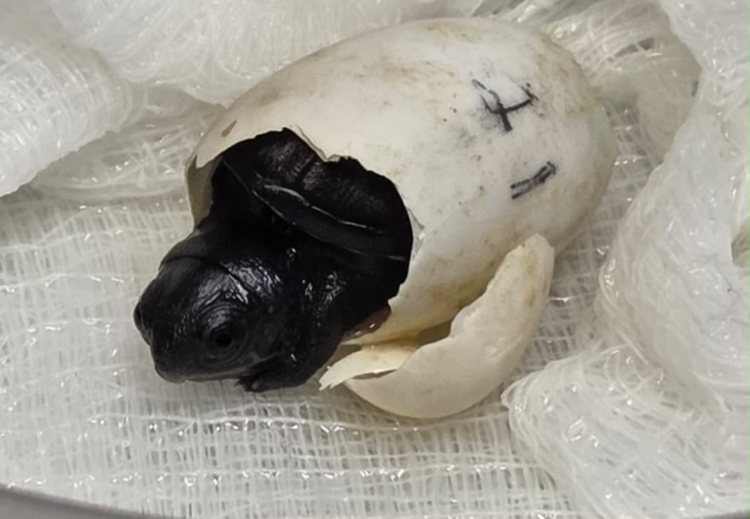 NACEN 3 NUEVAS CRÍAS DE TORTUGA CASQUITO EN JALISCO