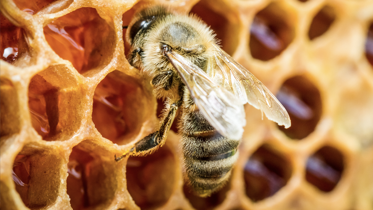 La SCJN abre la puerta a reconocer a las abejas mayas como sujetos de derechos
