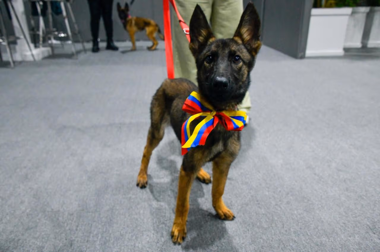 Venezuela regala a México la cachorra Laika como gratitud por el rescate en los sismos