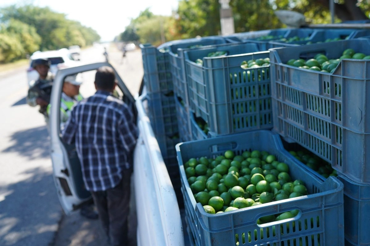 Sembradores de Papantla rompen fronteras y exportan su limón a Rusia por primera vez