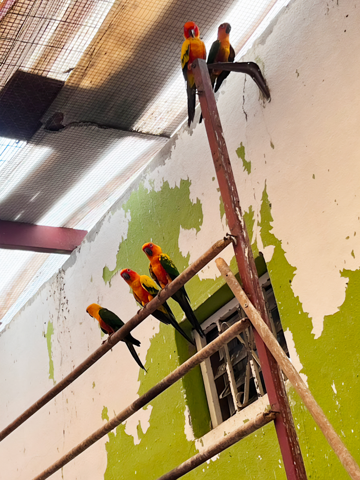 PROFEPA RESCATA A MÁS DE 200 AVES EN MAZATLÁN
