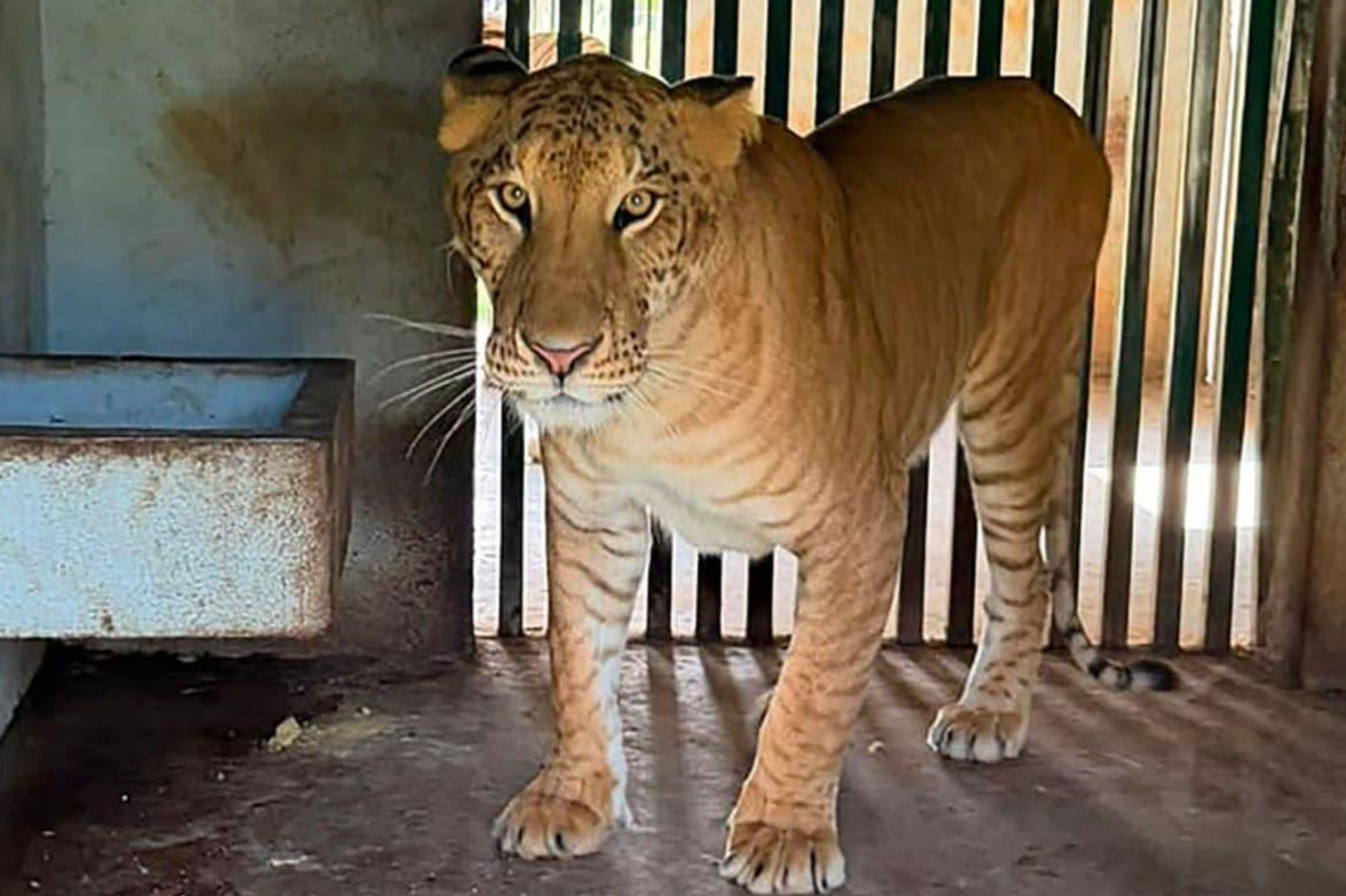 HALLAN EN TAMAULIPAS TIGRE HÍBRIDO NO PRESENTE EN LA NATURALEZA