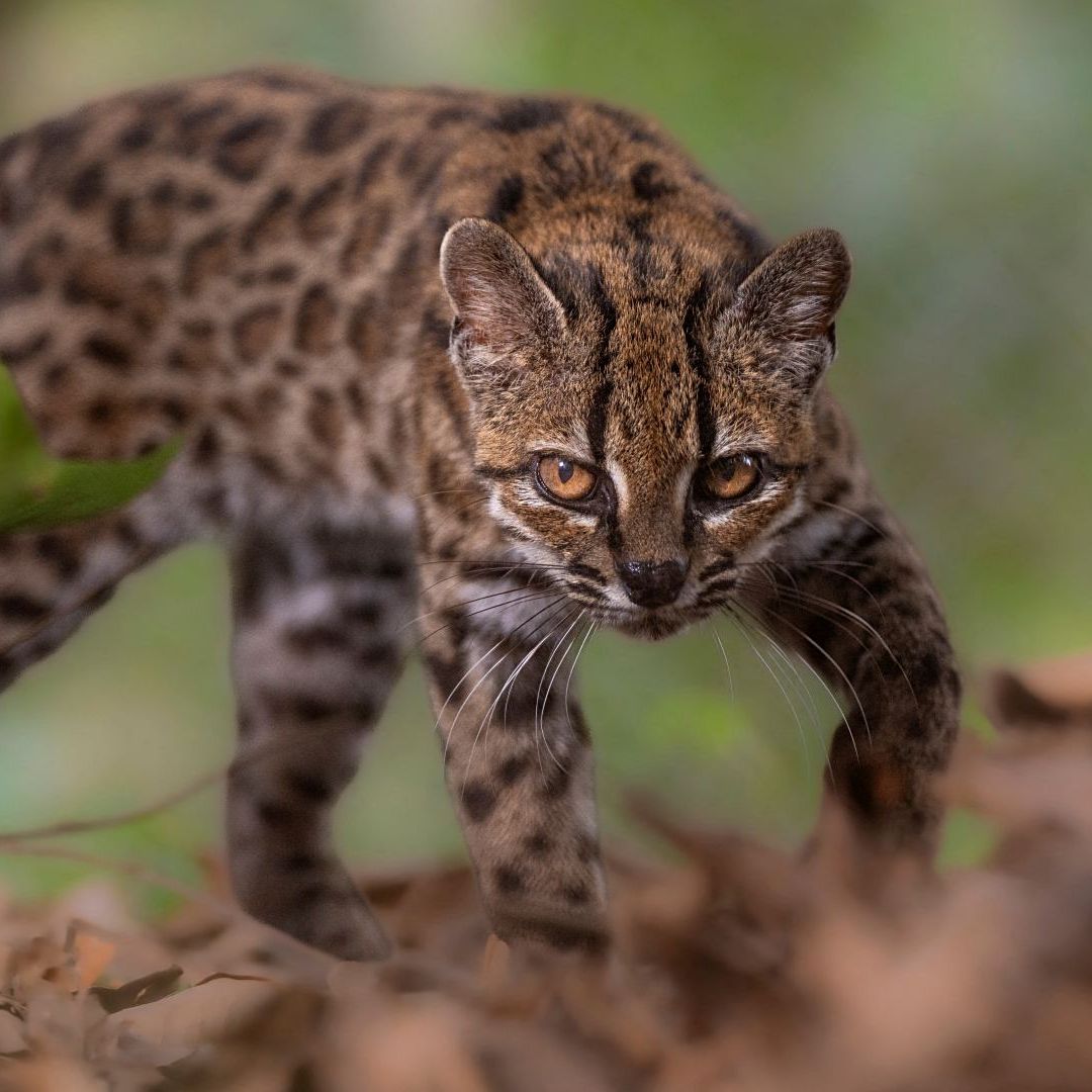 NUEVA ESPECIE DE GATO SALVAJE DESCUBIERTA EN BOLIVIA