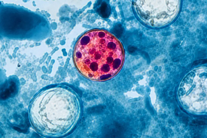 Investigaciones no determinaron que productos mexicanos originaran brotes de Salmonella y Cyclospora: Cofepris
