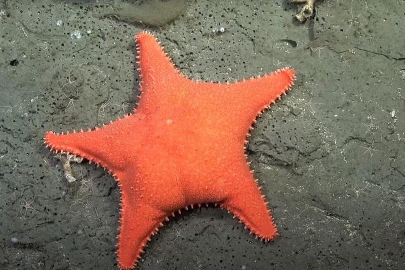 Investigadores confirman 57 nuevas especies en el mar profundo argentino