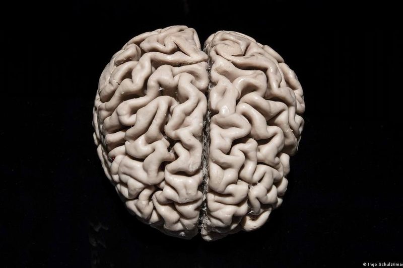 Stanford revela el doble origen evolutivo del cerebro humano