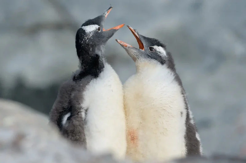 Hallan nueva especie de pingüino, la primera en un siglo